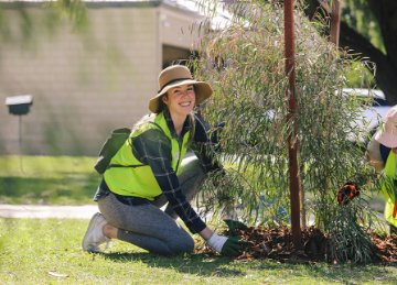 Volunteer planting a tree on City-managed grounds